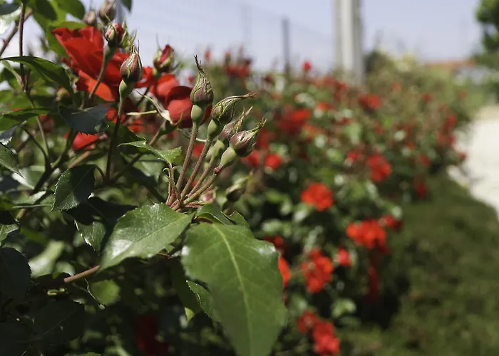 ファームステイ Sarmore *